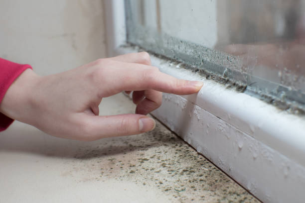 Best Dehumidification Services  in Springdale, OH