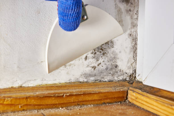 Best Emergency Mold Remediation  in Springdale, OH