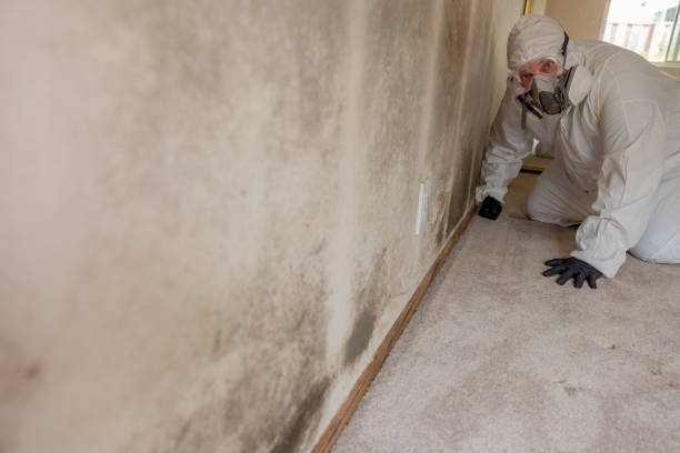 Best Comprehensive Air Testing for Mold Contaminants  in Springdale, OH